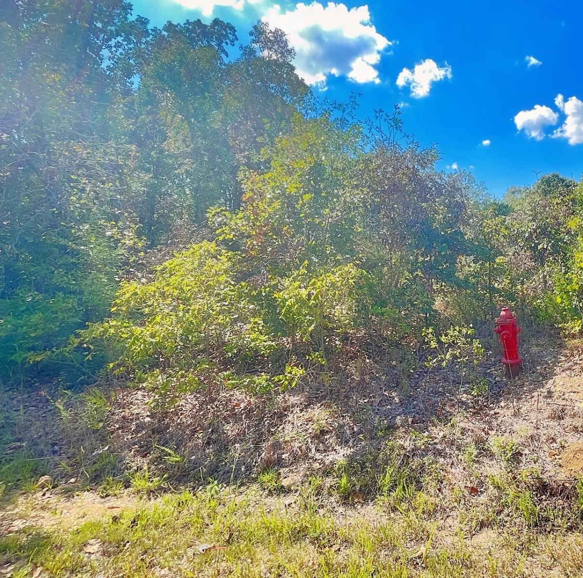 Decorative background for Discover Your Future Oasis on this Charming 0.43-Acre Corner Lot in Horseshoe Bend, AR! image 7