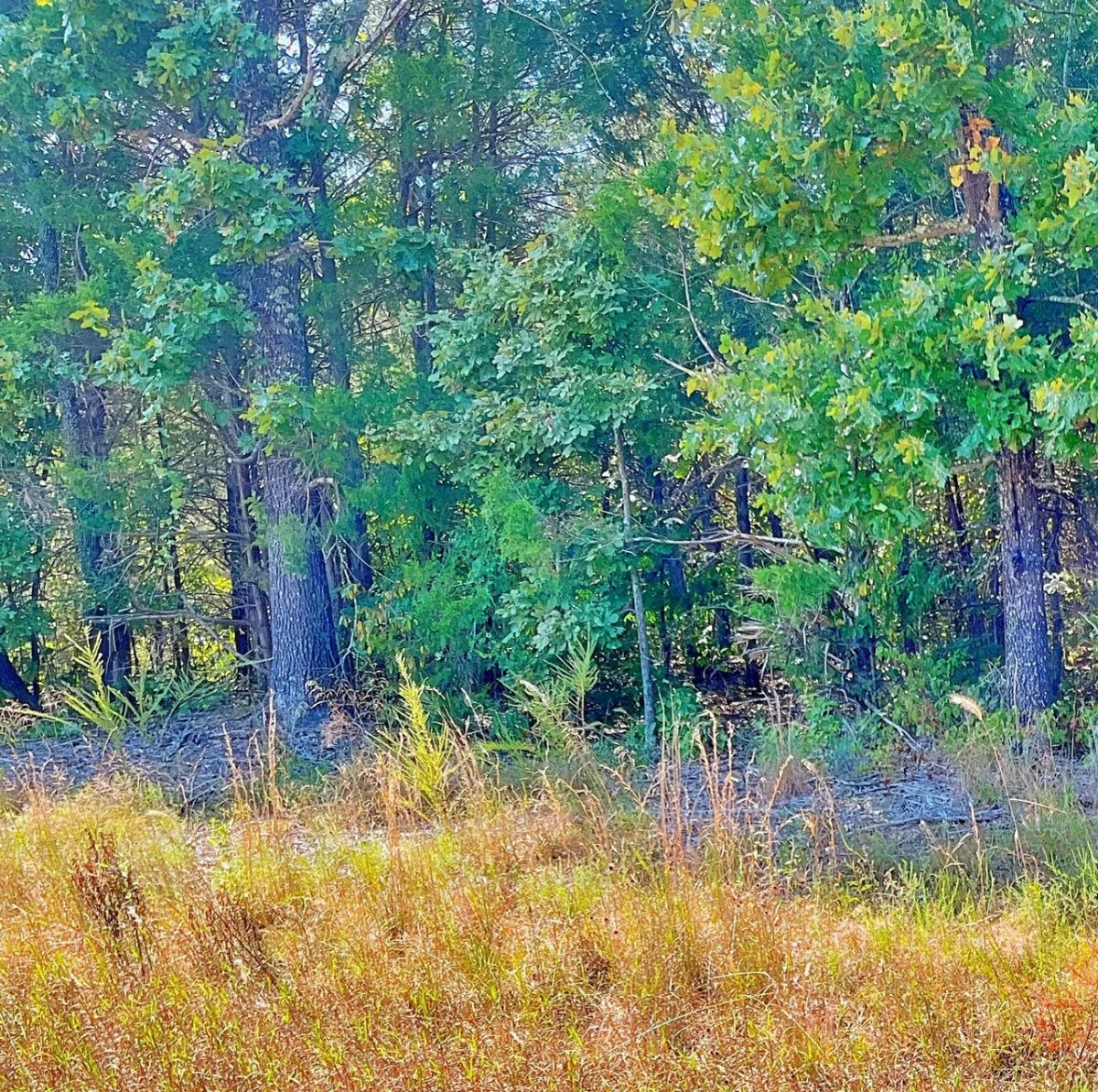 Decorative background for Simple Living Near the Lake and Golf Course image 6