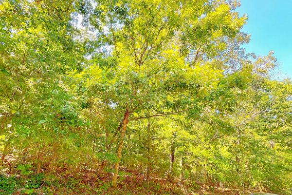 Across the Street from the Beach, Close to Everything That Makes Childhood Fun — Sharp County, AR