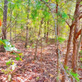 Large Corner Lot - 2 Blocks from Crown Lake in Izard County, AR
