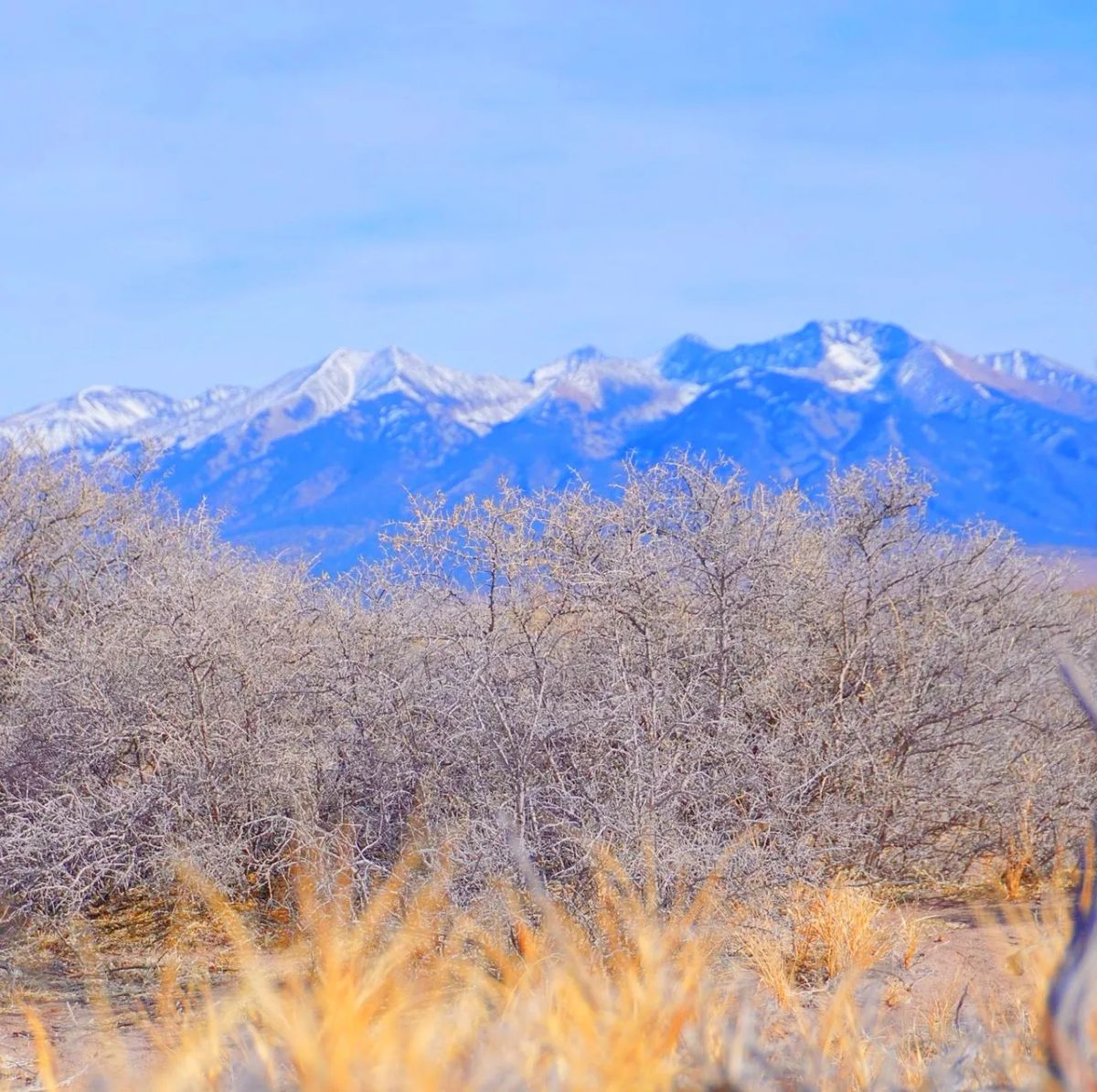 Decorative background for Our Most Beautiful Colorado Property: 5.36 acres next to the Blanca Wetlands Wildlife Habitat in Alamosa, CO image 5