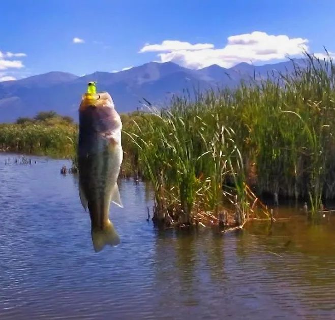Decorative background for Our Most Beautiful Colorado Property: 5.36 acres next to the Blanca Wetlands Wildlife Habitat in Alamosa, CO image 6