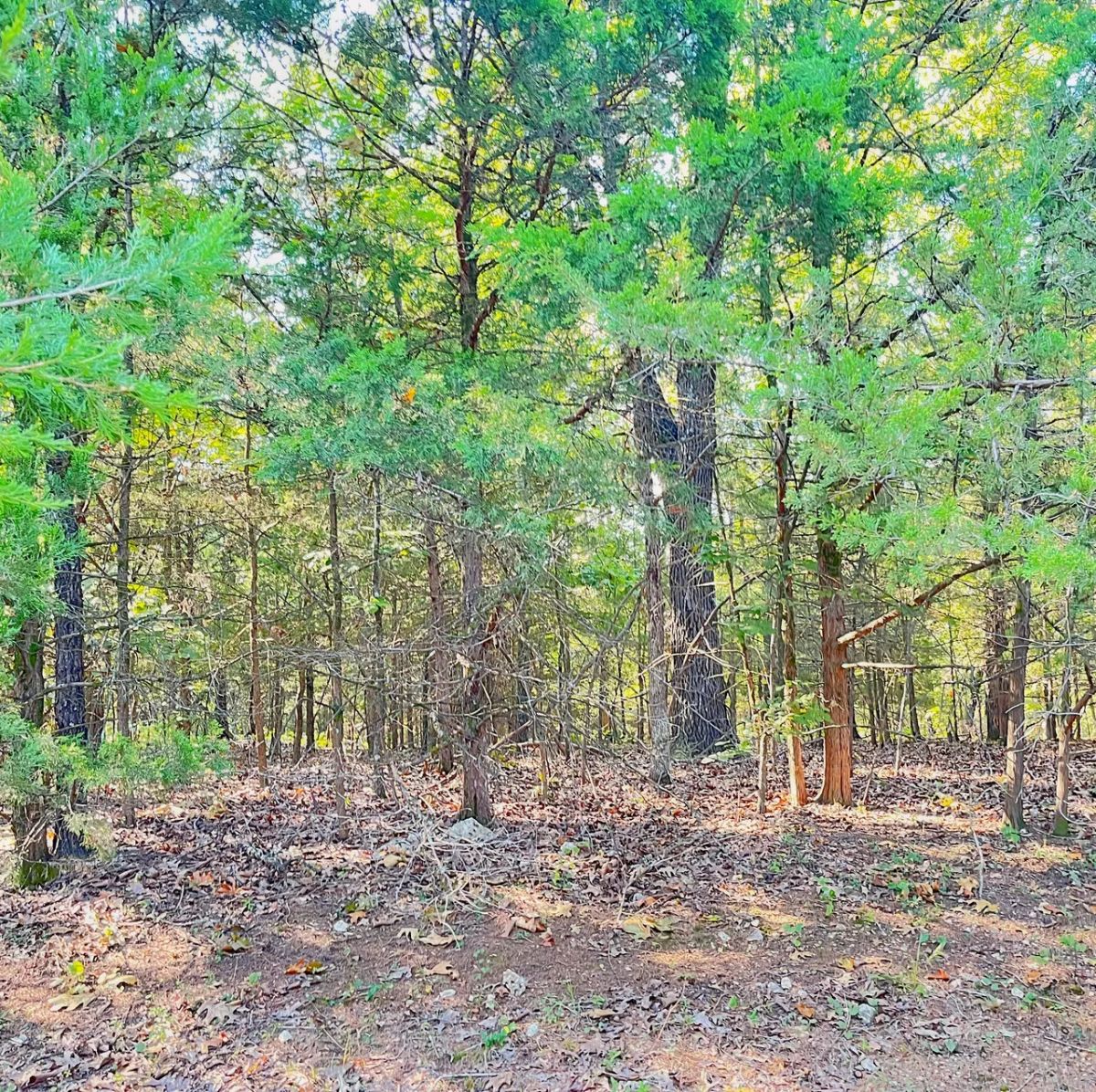 Private Retreat Backing Up to Hundreds of Acres of Unused Land - Image 4