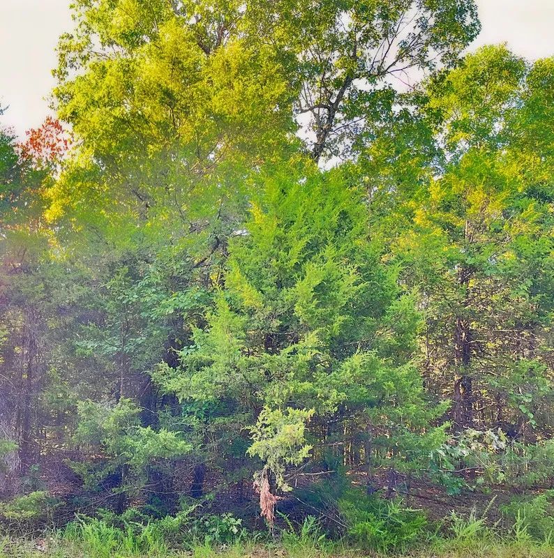 Decorative background for Private Retreat Backing Up to Hundreds of Acres of Unused Land image 8
