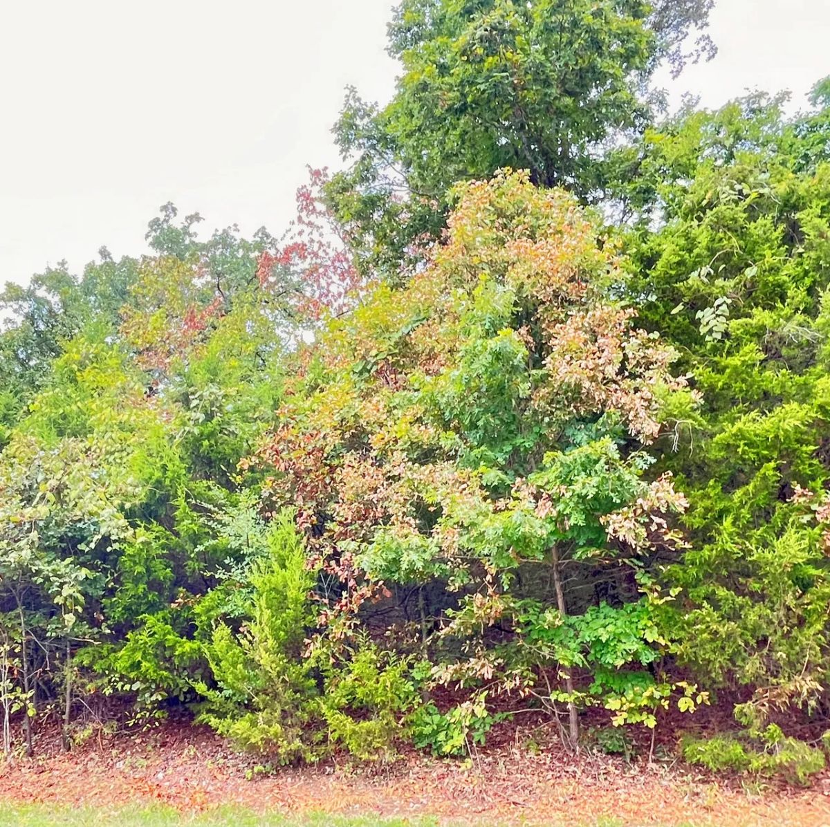 Simple Living Between Two Beautiful Ozark Lakes - Image 2