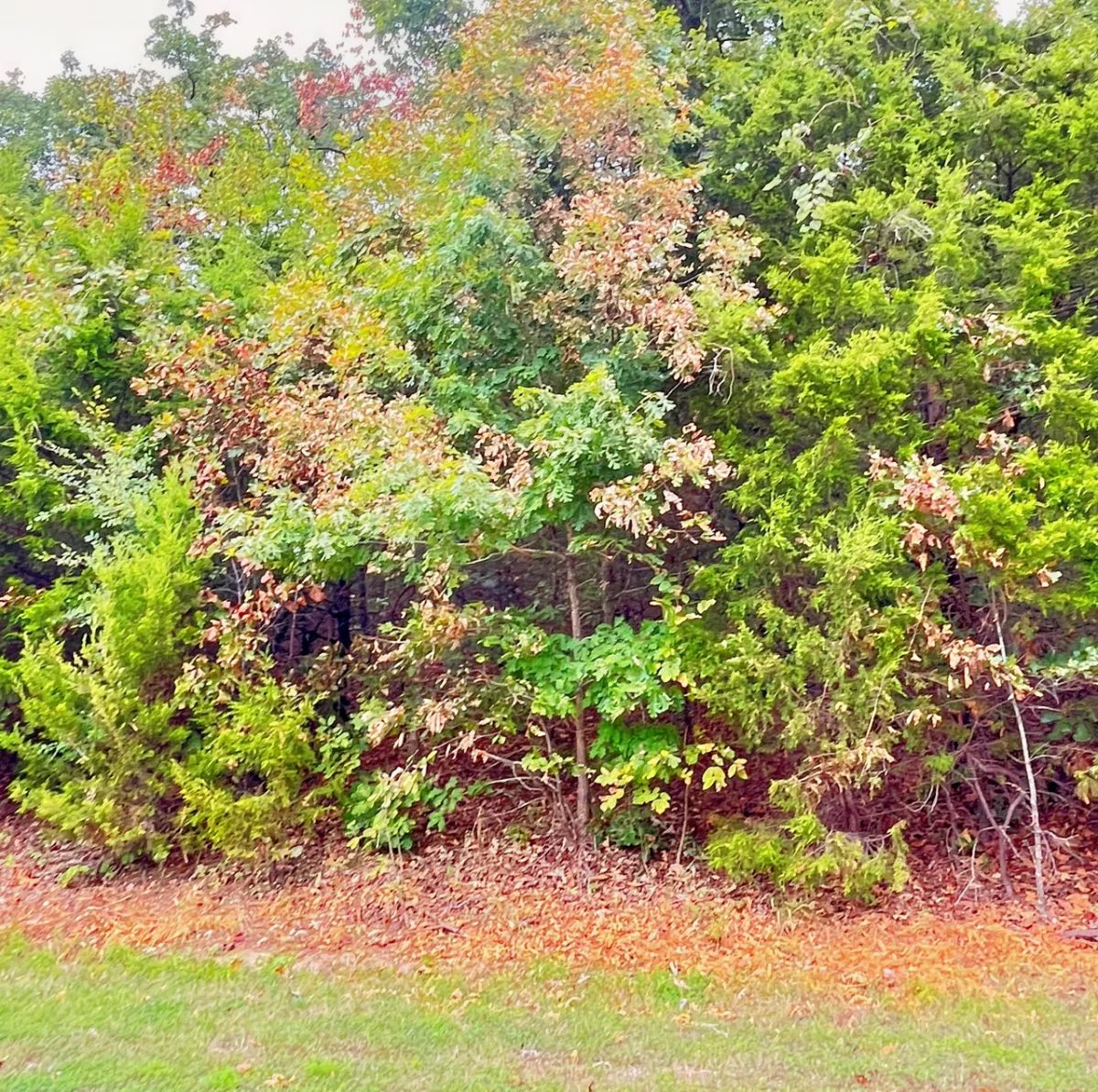 Simple Living Between Two Beautiful Ozark Lakes - Image 3