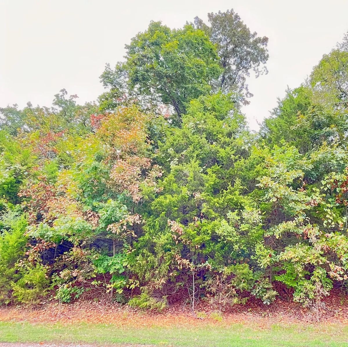 Decorative background for Simple Living Between Two Beautiful Ozark Lakes image 6