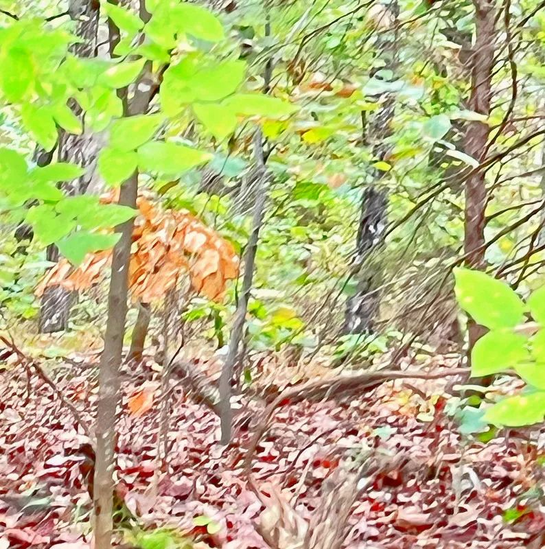 Decorative background for Simple Living Between Two Beautiful Ozark Lakes image 8