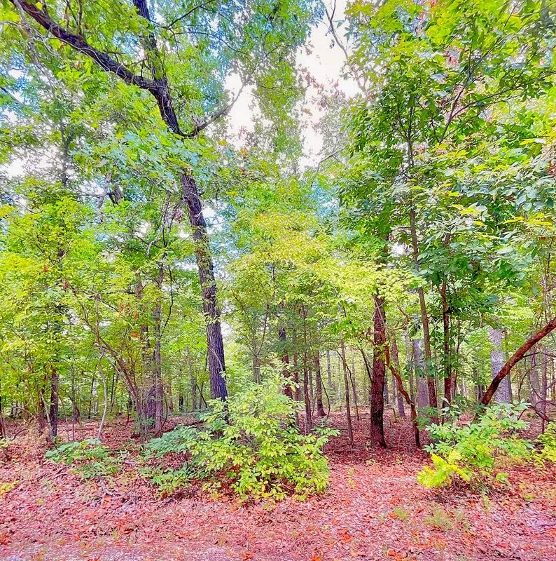 Mature Trees and Open Ground — Just 0.7 Mile to Crown Lake! - Main image