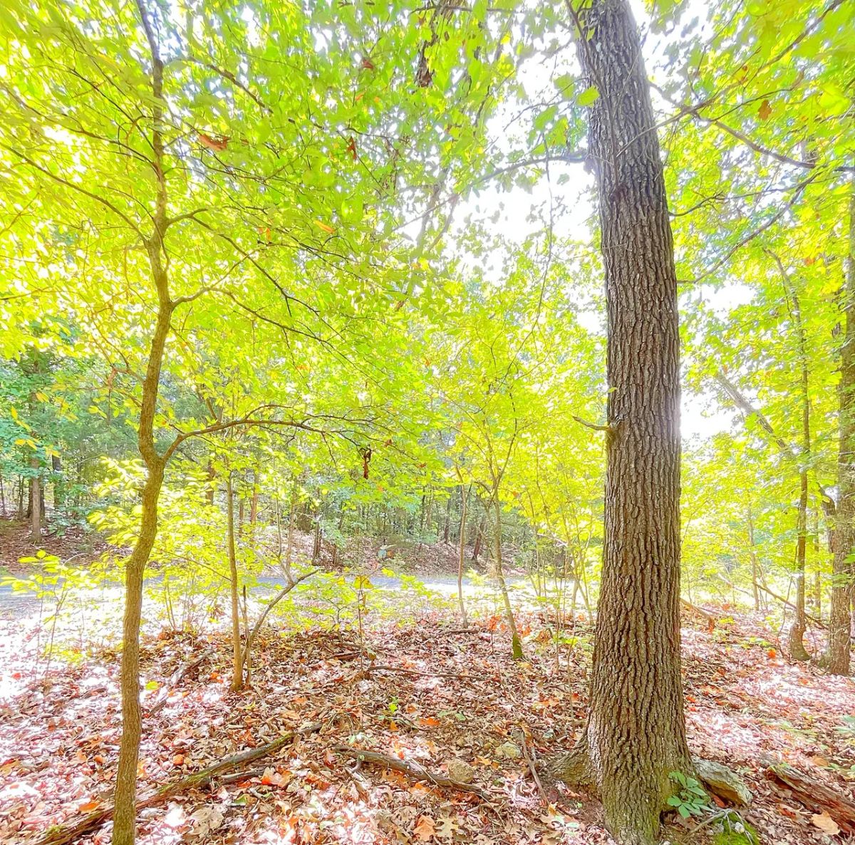 Mature Trees and Open Ground — Just 0.7 Mile to Crown Lake! - Image 2