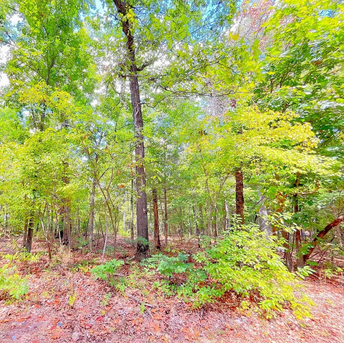 Mature Trees and Open Ground — Just 0.7 Mile to Crown Lake! - Image 4