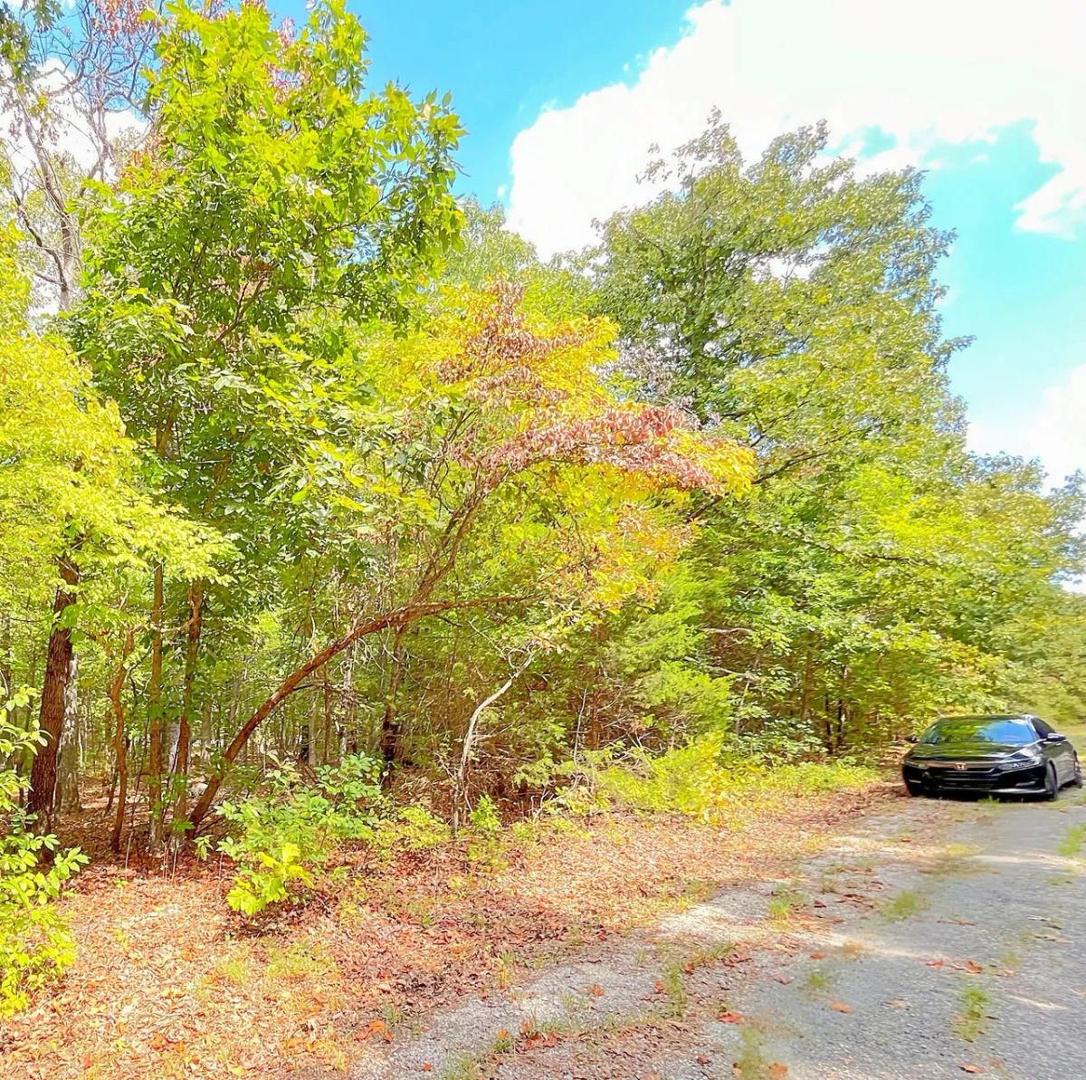 Decorative background for Mature Trees and Open Ground — Just 0.7 Mile to Crown Lake! image 5