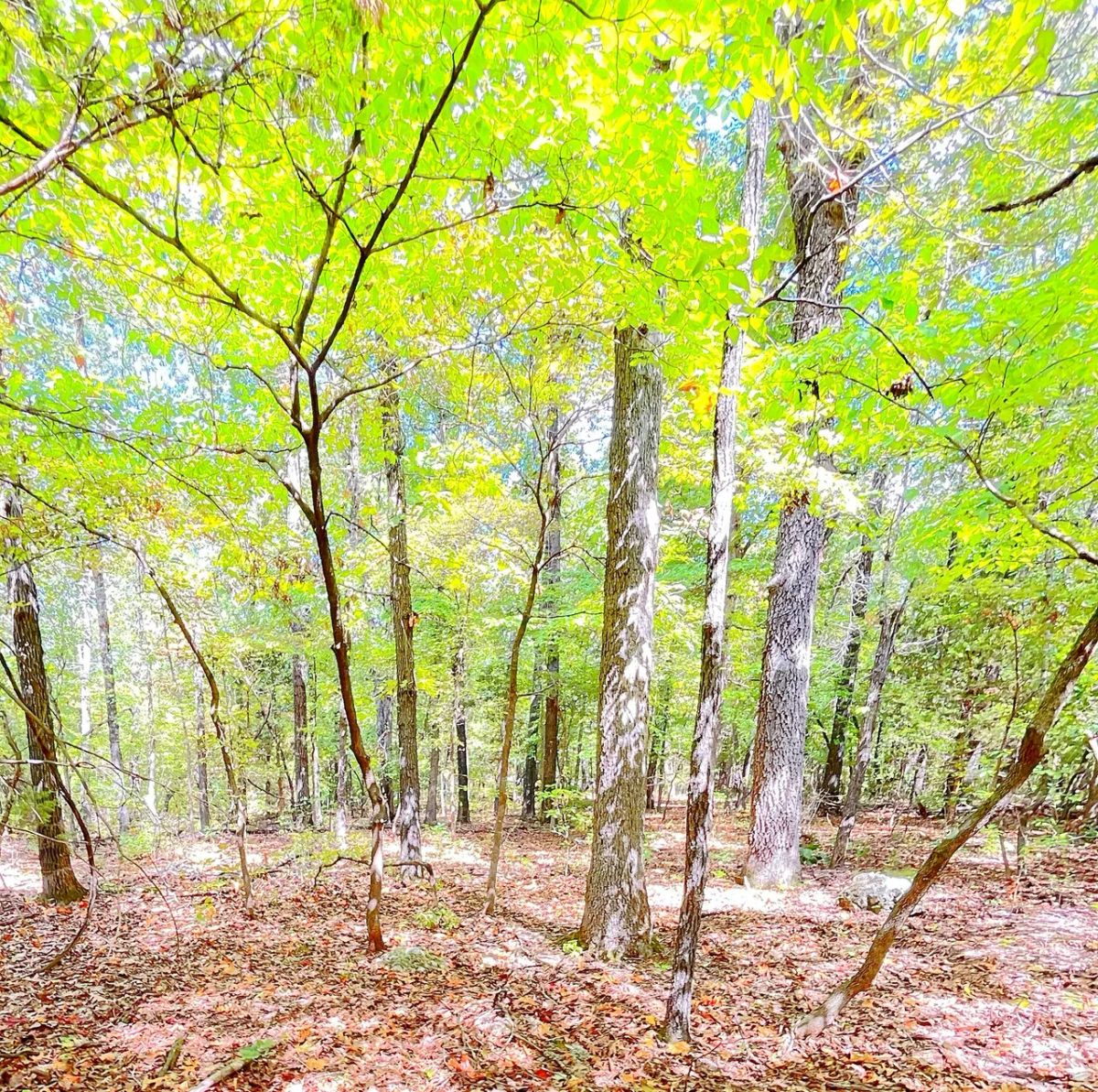 Decorative background for Mature Trees and Open Ground — Just 0.7 Mile to Crown Lake! image 6