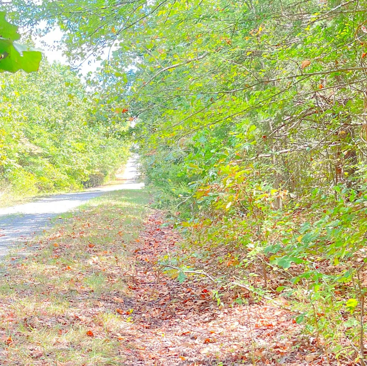 Decorative background for Mature Trees and Open Ground — Just 0.7 Mile to Crown Lake! image 7