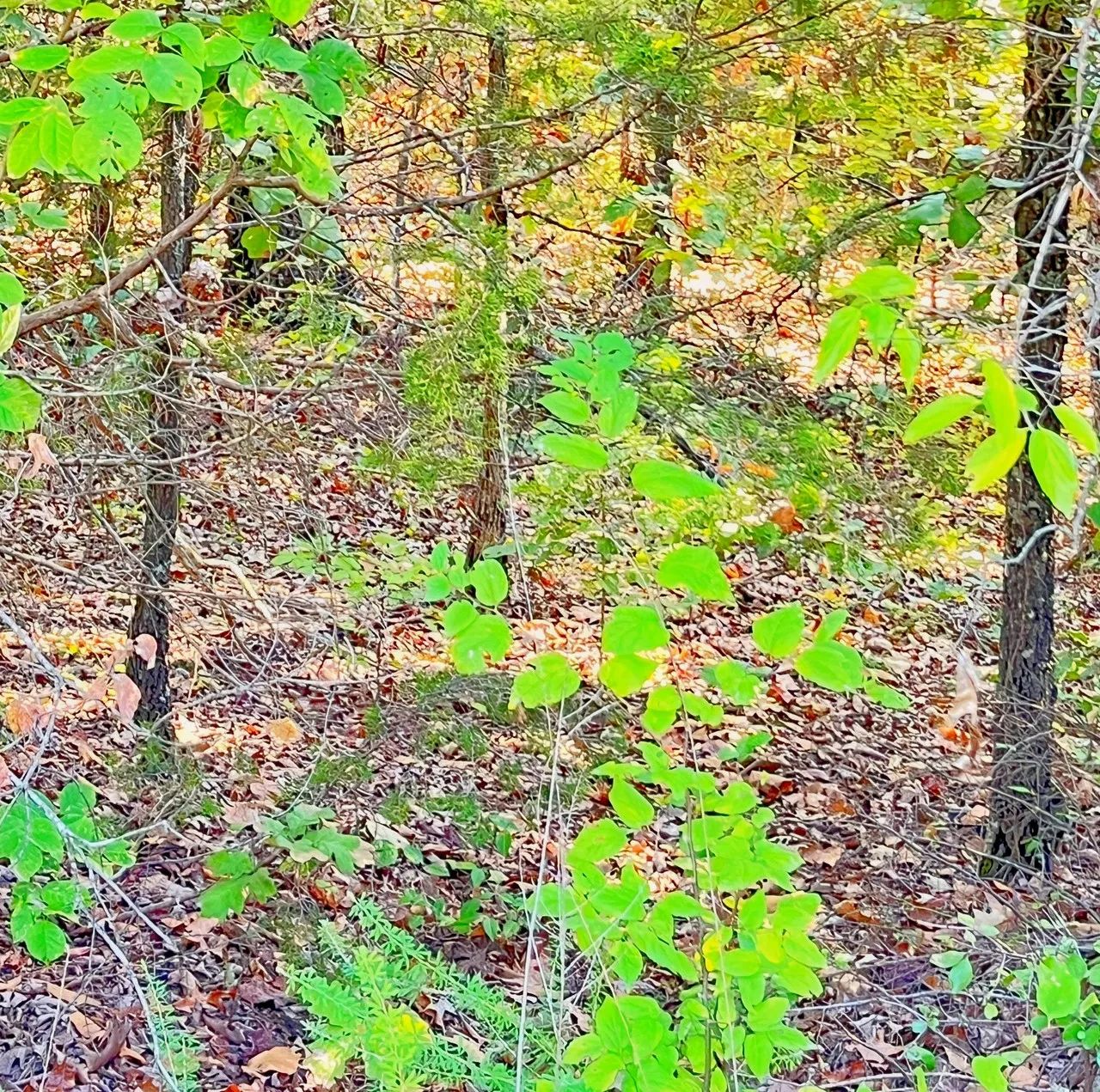 A Peaceful Vista to Settle Down Between Two Lakes in Izard County, AR