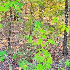A Peaceful Vista to Settle Down Between Two Lakes in Izard County, AR