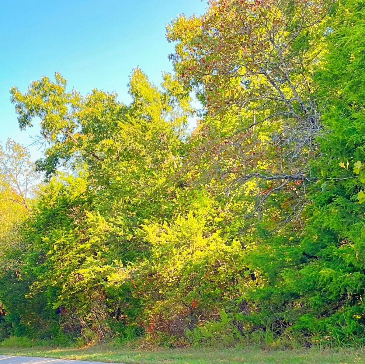 Decorative background for A Peaceful Vista to Settle Down Between Two Lakes image 5