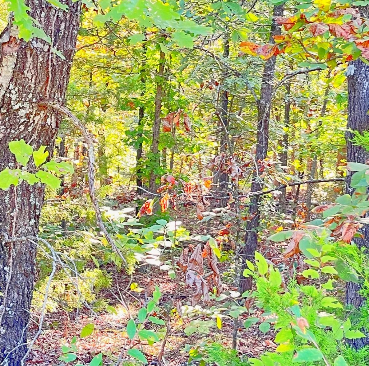 Decorative background for A Peaceful Vista to Settle Down Between Two Lakes image 6