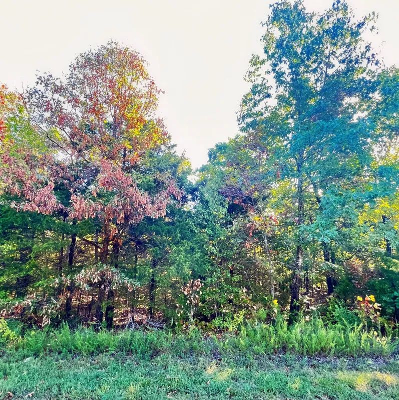Decorative background for A Peaceful Vista to Settle Down Between Two Lakes image 8