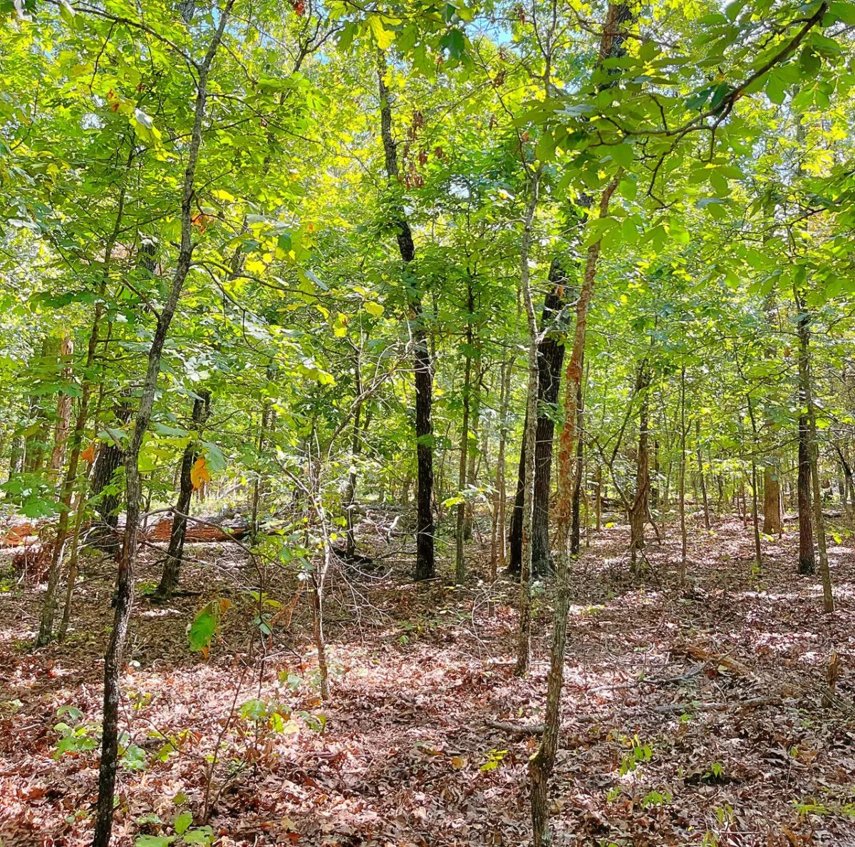 Walk to the Lake. Come Home to the Oaks. Start Building Your Easier Life. - Image 3