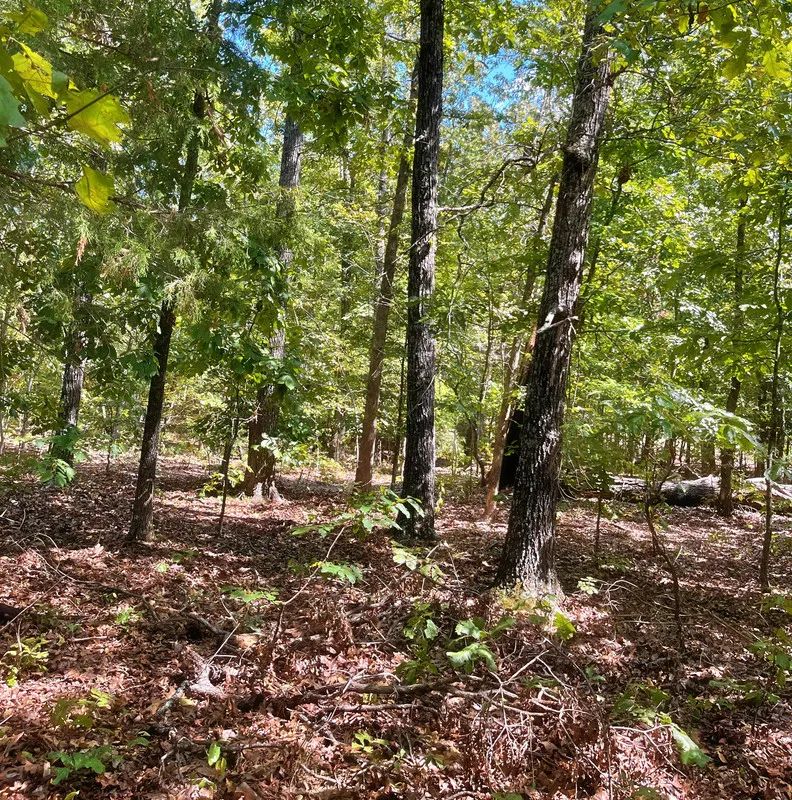 Decorative background for Walk to the Lake. Come Home to the Oaks. Start Building Your Easier Life. image 6