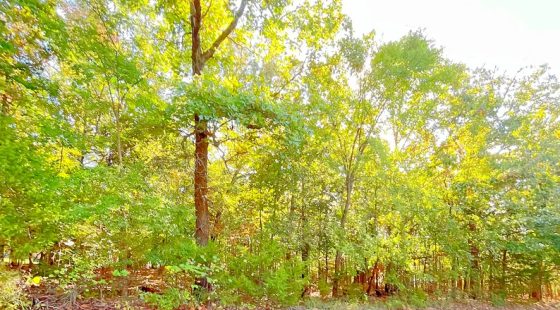 A Comfortable Place to Settle Down β Level Wooded Lot in North Shore, Surrounded by Crown Lake in Izard County, AR