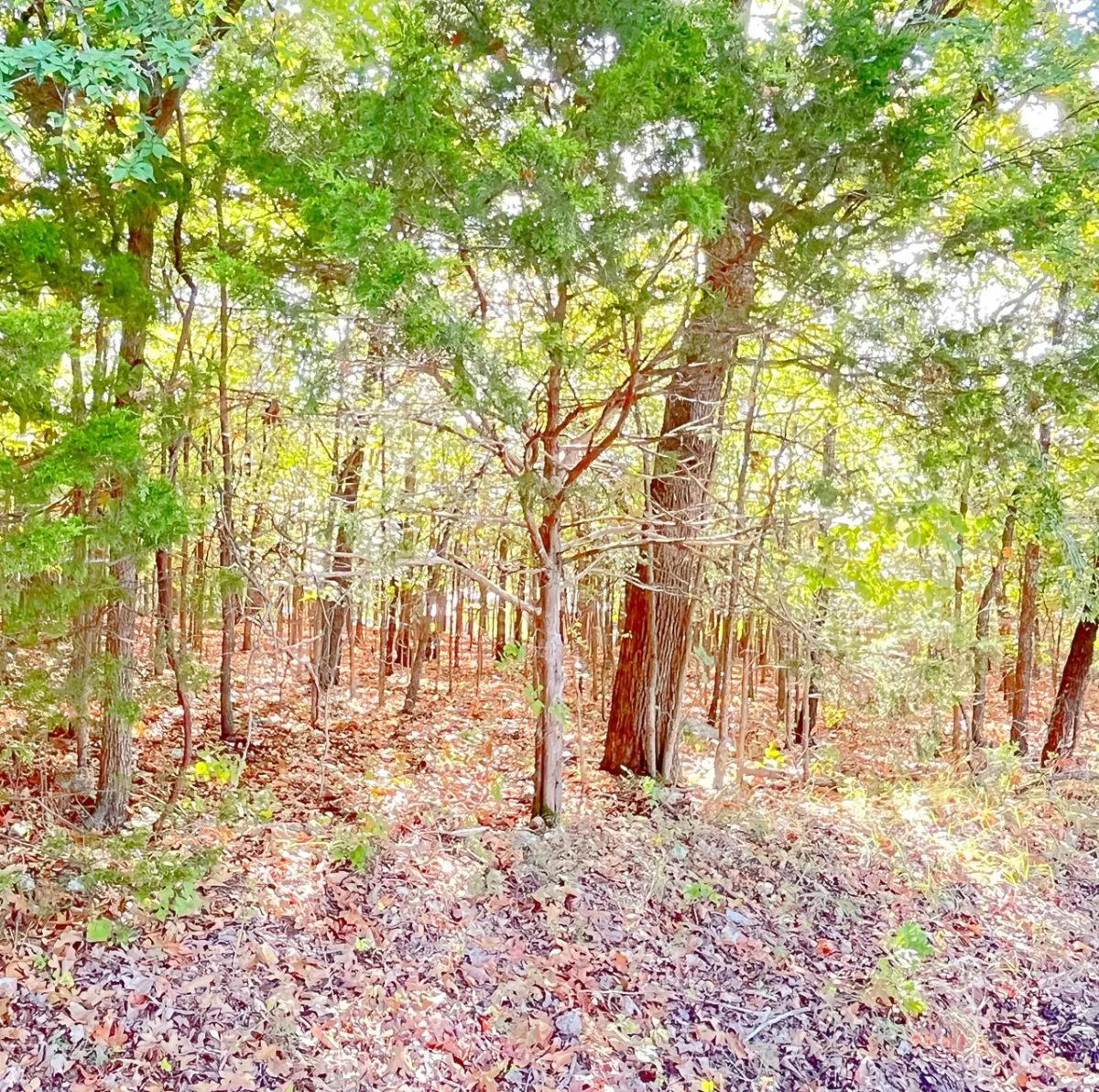 A Comfortable Place to Settle Down – Level Wooded Lot in North Shore, Surrounded by Crown Lake - Image 4