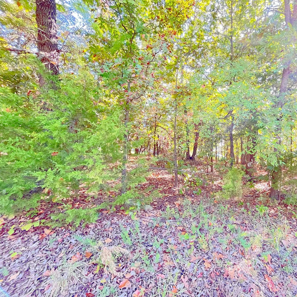 Decorative background for A Comfortable Place to Settle Down – Level Wooded Lot in North Shore, Surrounded by Crown Lake image 8