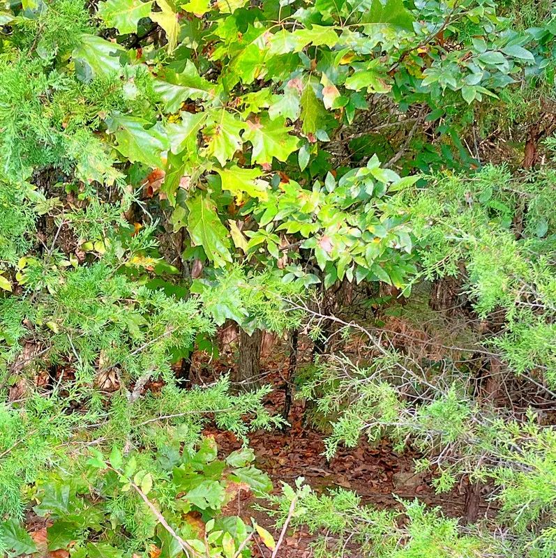 Decorative background for Crown Lake Views—Your Daily Dose of Peace & Beauty 🌲 image 6