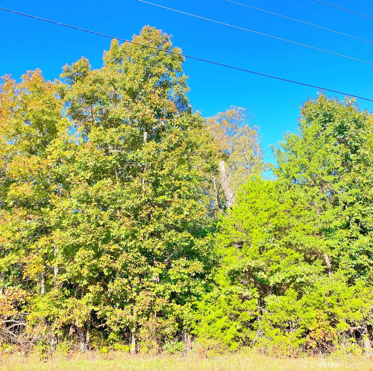 A Level, Wooded 0.41-Acre Lot with Paved Road Access, Utilities Available, and Two Beautiful Ozark Lakes Nearby! - Image 2