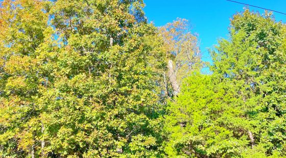A Level, Wooded 0.41-Acre Lot with Paved Road Access, Utilities Available, and Two Beautiful Ozark Lakes Nearby! in Izard County, AR
