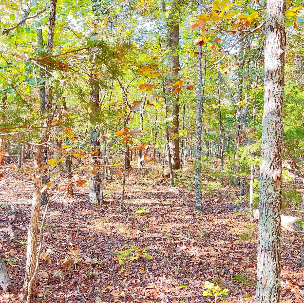 A Level, Wooded 0.41-Acre Lot with Paved Road Access, Utilities Available, and Two Beautiful Ozark Lakes Nearby! - Image 4