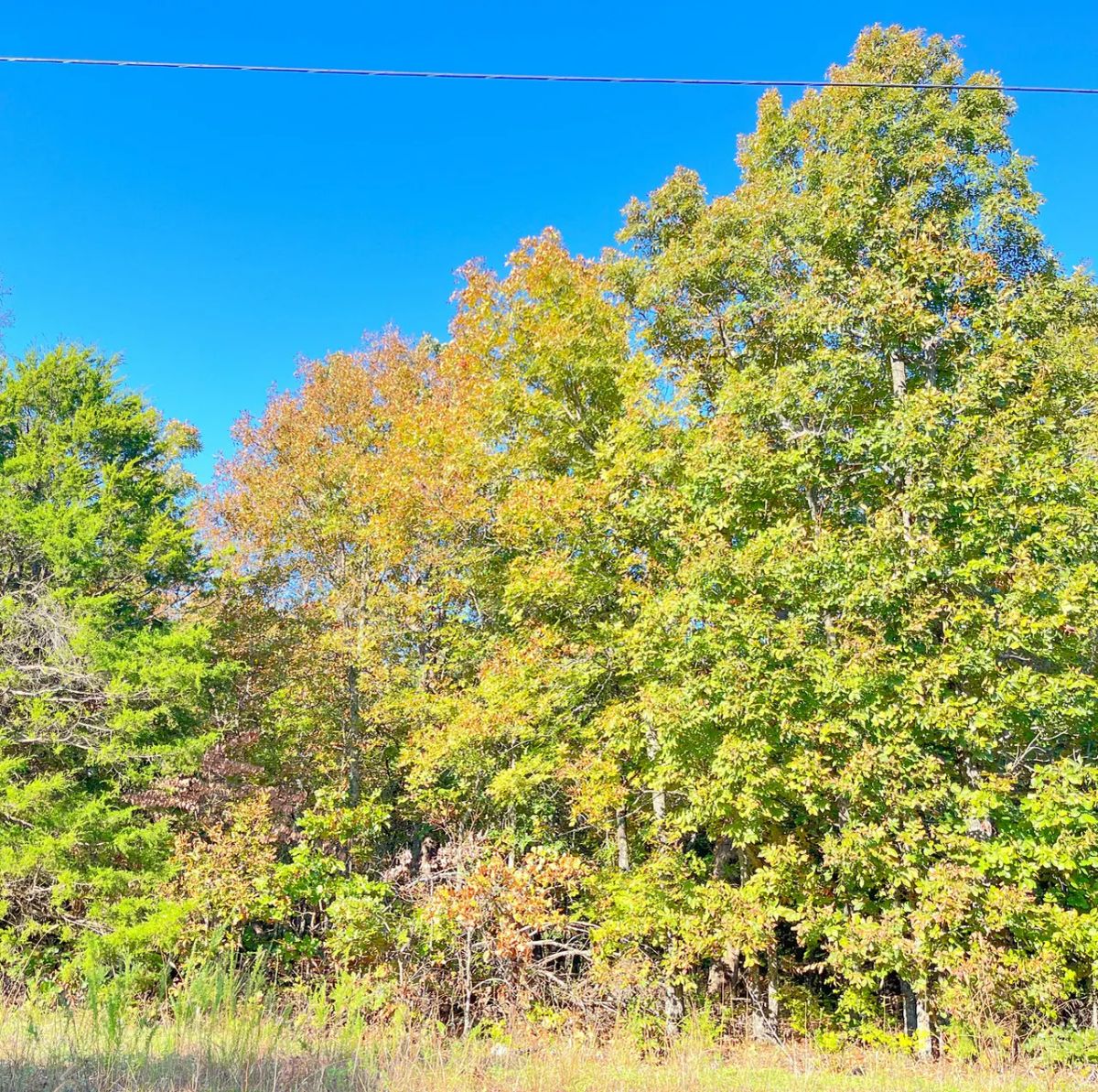 Decorative background for A Level, Wooded 0.41-Acre Lot with Paved Road Access, Utilities Available, and Two Beautiful Ozark Lakes Nearby! image 5