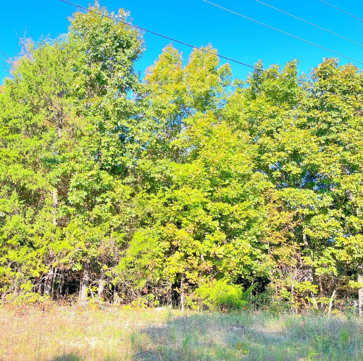 Decorative background for A Level, Wooded 0.41-Acre Lot with Paved Road Access, Utilities Available, and Two Beautiful Ozark Lakes Nearby! image 8