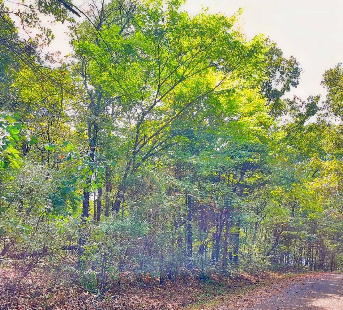 Decorative background for Your Lake Getaway with a View, Surrounded by Trees, Ready for Your Future Plans image 5