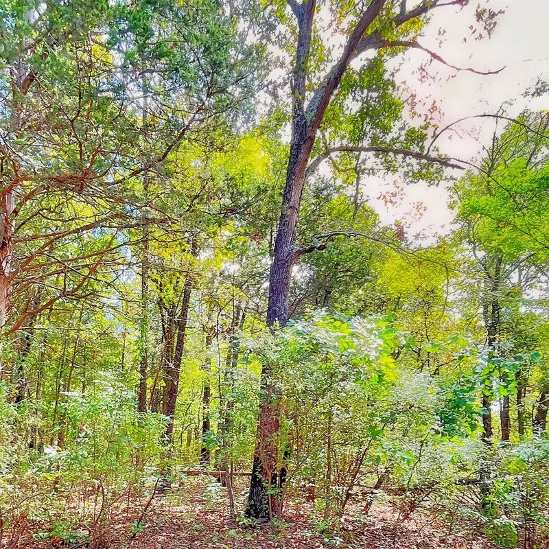 Decorative background for Your Lake Getaway with a View, Surrounded by Trees, Ready for Your Future Plans image 6