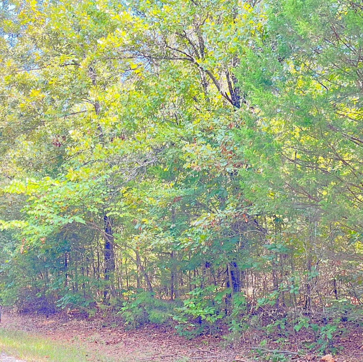 Decorative background for Your Lake Getaway with a View, Surrounded by Trees, Ready for Your Future Plans image 8