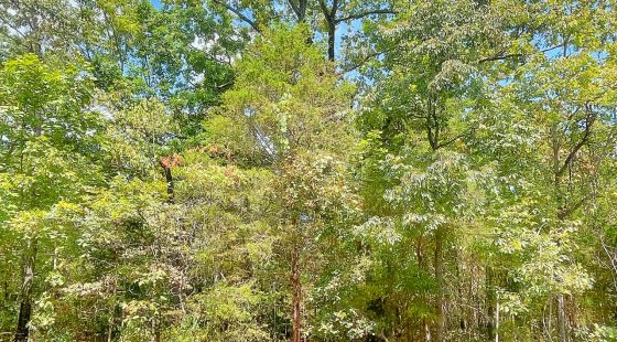 Lake Days Are Calling — 1 Block from Crown Lake! in Izard County, AR