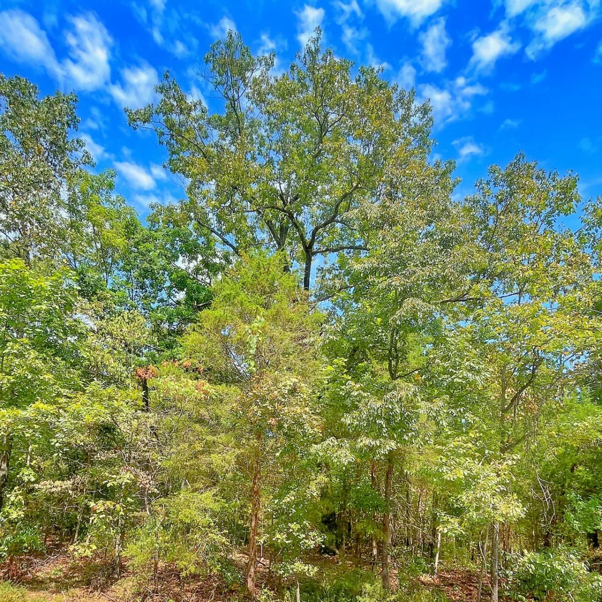 Decorative background for Lake Days Are Calling — 1 Block from Crown Lake! image 6