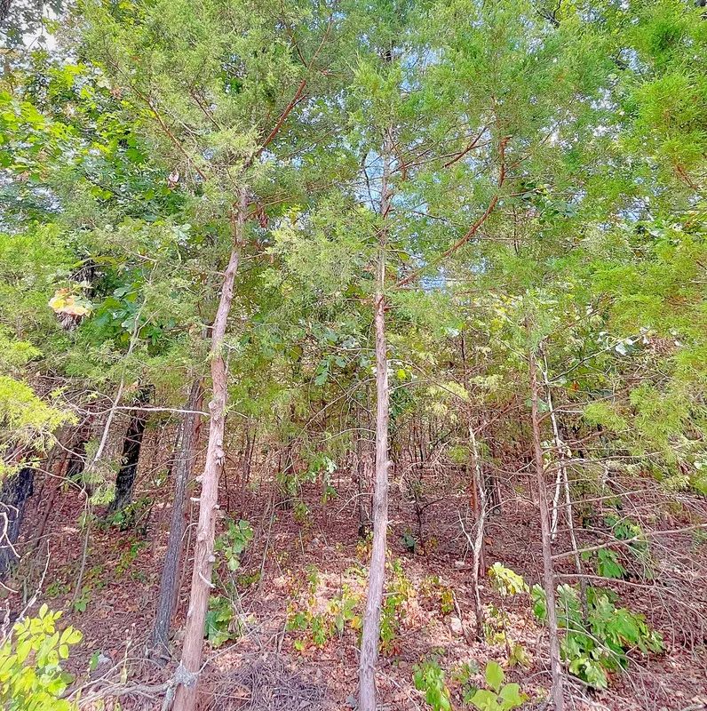 Decorative background for Enjoy the Simple Life – Walk to Downtown Horseshoe Bend from Your Own 0.33 Acres! image 6
