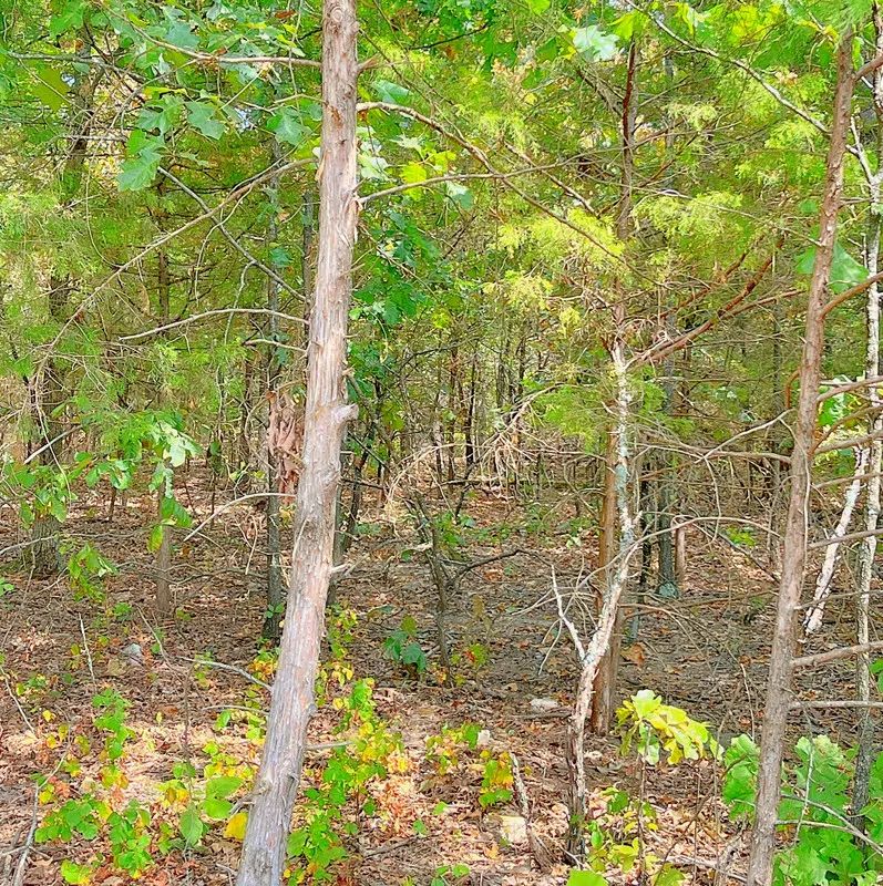 Decorative background for Enjoy the Simple Life – Walk to Downtown Horseshoe Bend from Your Own 0.33 Acres! image 8