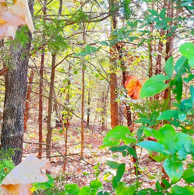 The Closest Point Between Crown Lake and Diamond Lake in Izard County, AR