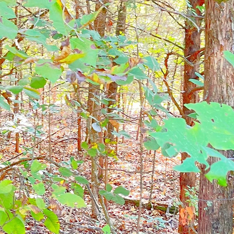 Decorative background for The Closest Point Between Crown Lake and Diamond Lake image 6