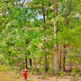 Affordable Living in a Community That Feels Like Home in Izard County, AR
