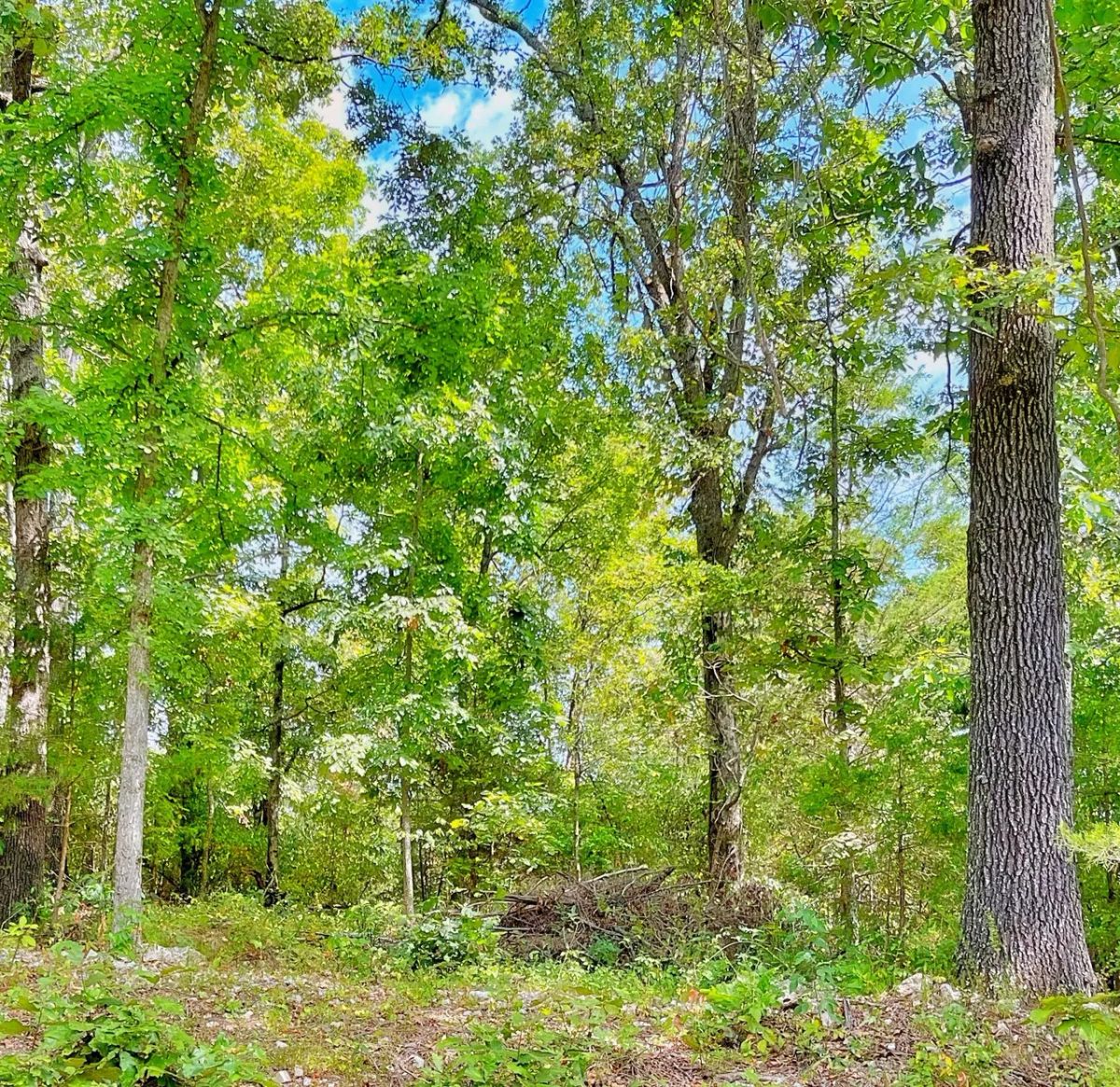 Decorative background for 0.51 Acre Investment Opportunity Near Crown Lake! image 5