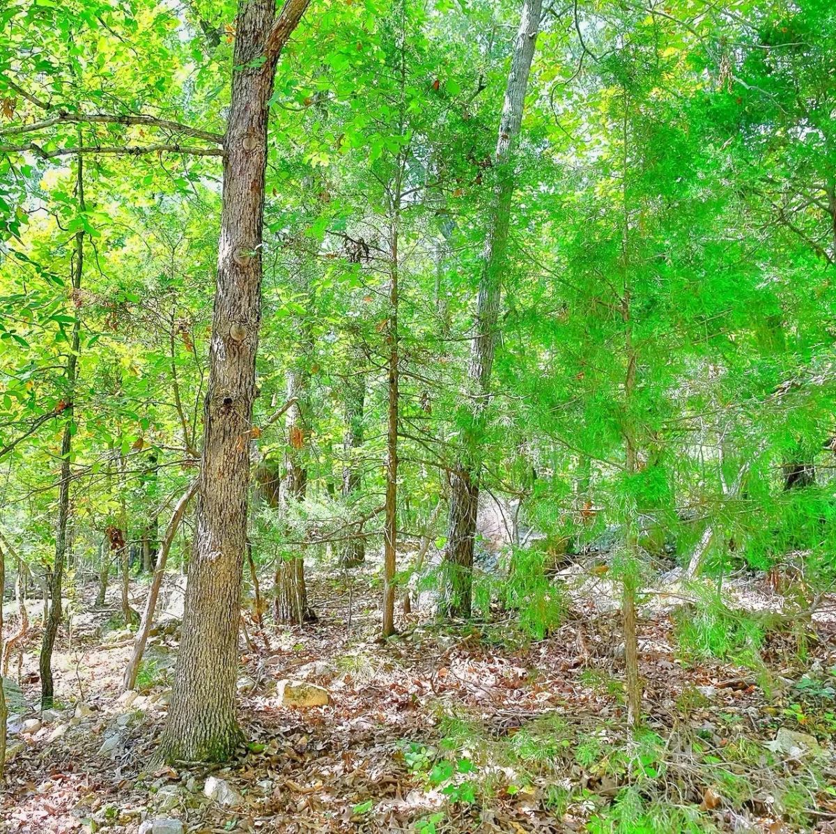Decorative background for 0.51 Acre Investment Opportunity Near Crown Lake! image 8