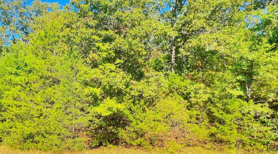 Lake Days Made Easy – Own Land Just 0.3 Mile from the Marina & Beach! in Izard County, AR