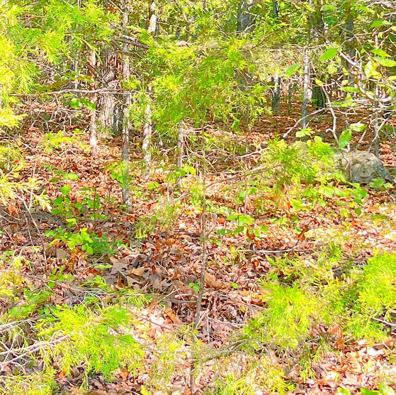 Lake Days Made Easy – Own Land Just 0.3 Mile from the Marina & Beach! in Izard County, AR