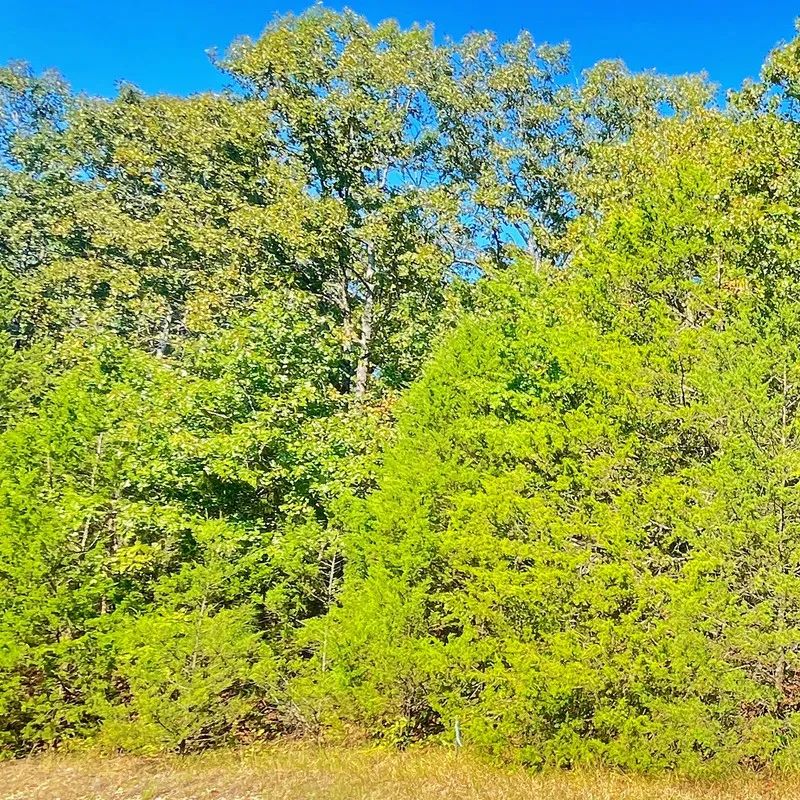 Lake Days Made Easy – Own Land Just 0.3 Mile from the Marina & Beach! - Image 4