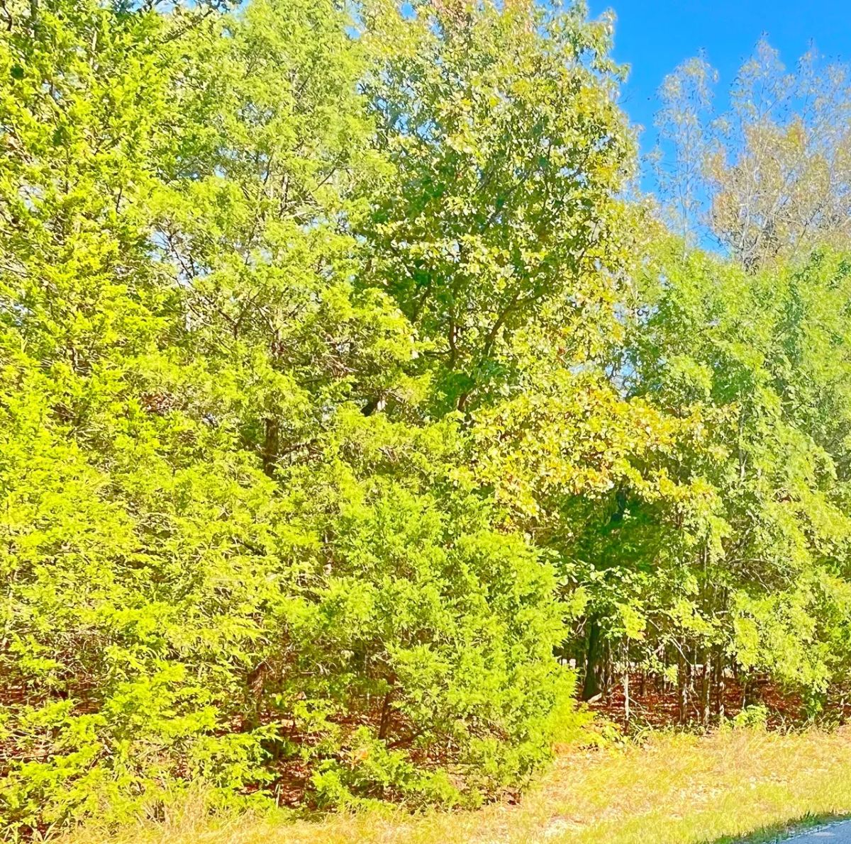 Decorative background for Lake Days Made Easy – Own Land Just 0.3 Mile from the Marina & Beach! image 6